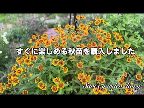 画像 【ガーデニング】秋庭作りに向けて9苗購入/少しずつ夏から秋のお庭に…
