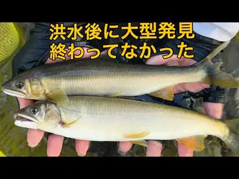 画像 【鮎釣り】大洪水後の九頭竜川で奇跡の復活　大型鮎がまだ残っていた。